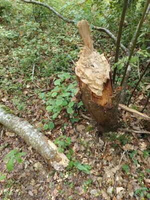 Saccage d&rsquo;arbres