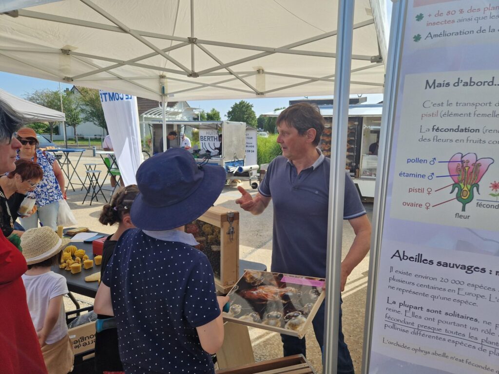 Un homme explique la pollinisation aux abeilles sauvages lors d’un stand éducatif sous tente, avec des illustrations et de