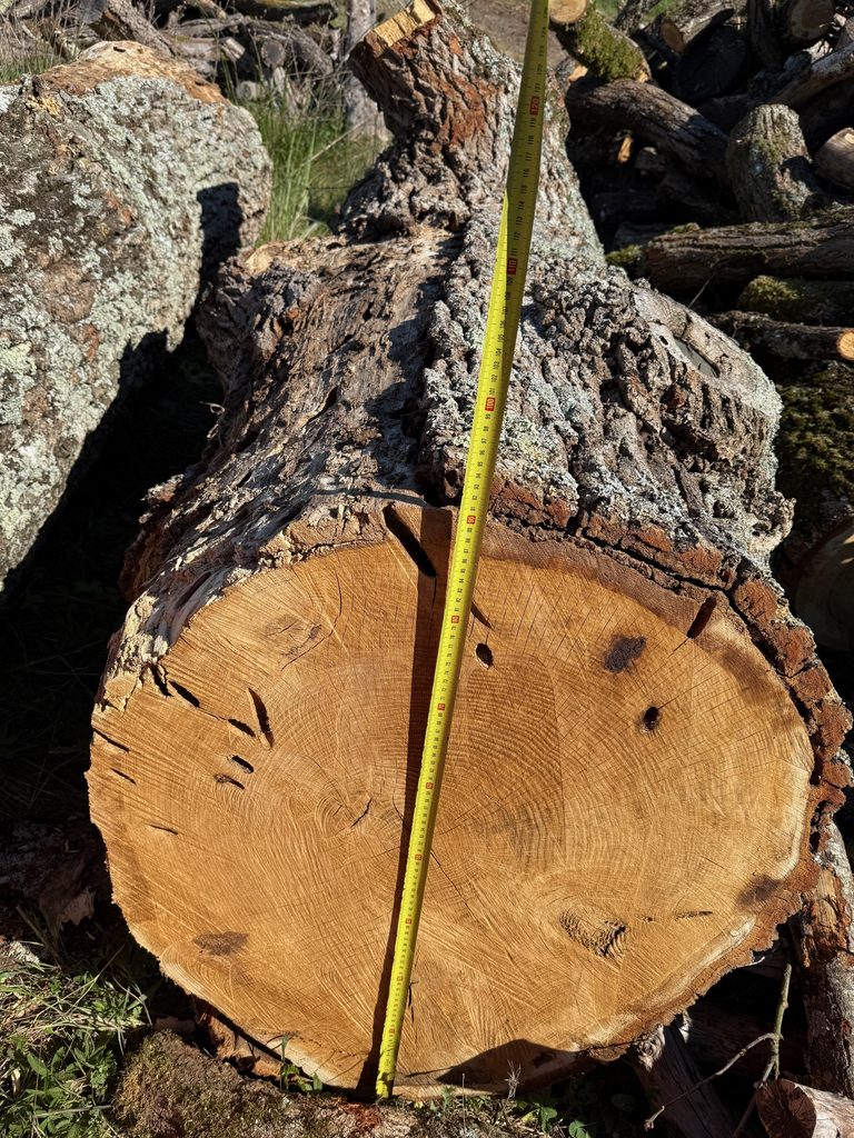 Tronc coupé avec mesure : diamètre environ 30 cm, posé sur sol naturel avec mousse et rochers.