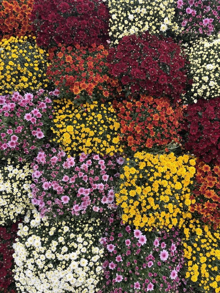 Champ de fleurs colorées : chrysanthèmes jaunes, roses, blancs et géraniums rouges en pleine floraison.