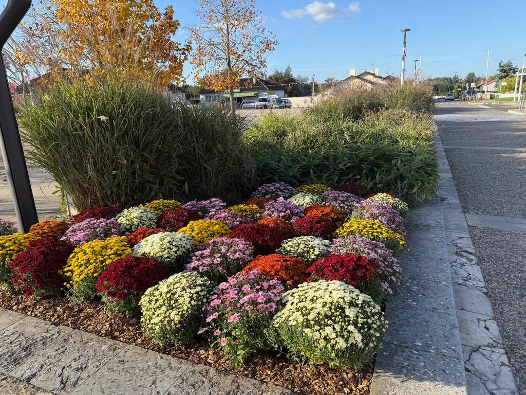 Floraison colorée de chrysanthèmes en bordure de trottoir, entourée de haies et sous un ciel dégagé.