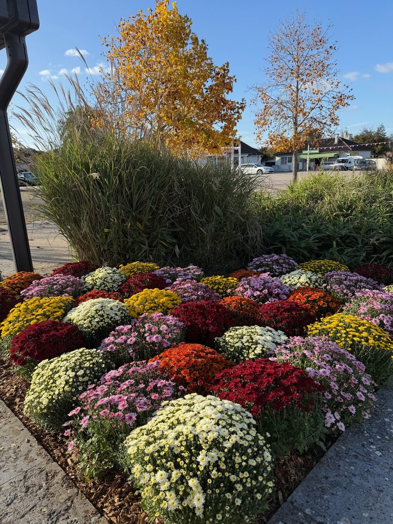 Floraison colorée de chrysanthèmes en cercle, entourée de plantes ornementales, sous un ciel dégagé.